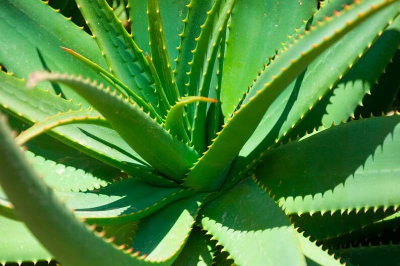 Zerkleinerte Aloe wird auf Warzen aufgetragen, um das Wachstum zu zerstören. 