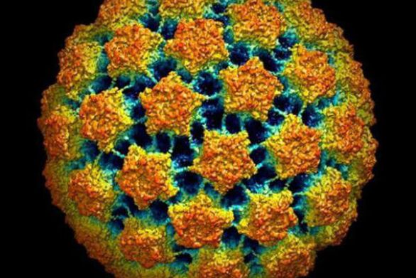 Methoden zur Diagnose des menschlichen Papillomavirus