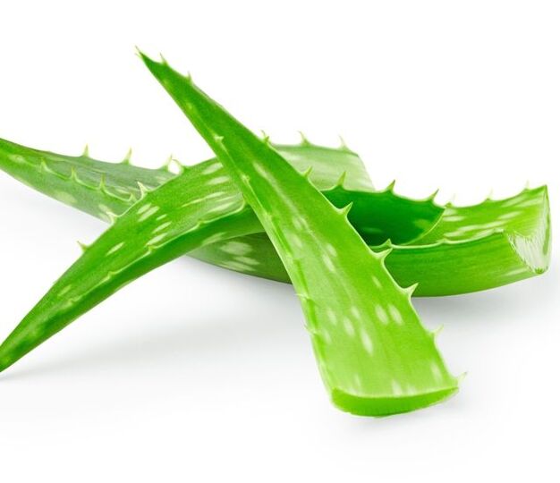 Aloe zur Behandlung von Papillomen.