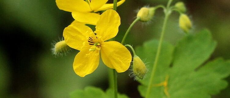 Schöllkraut ist eine Pflanze, die bei der Beseitigung von Papillomen helfen kann. 